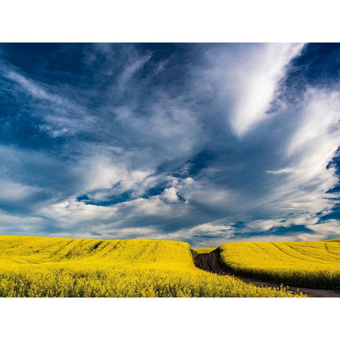 USA-Washington State-Palouse canola fields in yellow with dirt road Black Modern Wood Framed Art Print by Gulin, Sylvia