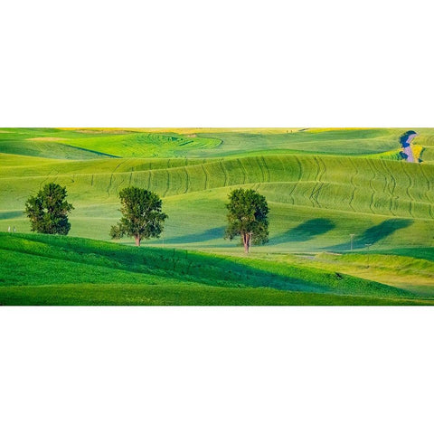 USA-Washington State-Palouse with three cottonwoods in field of green Winter Wheat Black Modern Wood Framed Art Print by Gulin, Sylvia