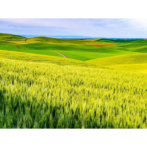 USA-Washington State-Palouse overview of wheat fields from above Gold Ornate Wood Framed Art Print with Double Matting by Gulin, Sylvia