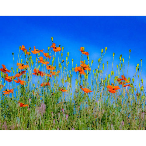 USA-Washington State-Palouse and field of red poppies Black Modern Wood Framed Art Print by Gulin, Sylvia