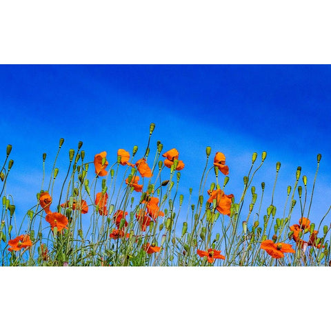 USA-Washington State-Palouse and field of red poppies Gold Ornate Wood Framed Art Print with Double Matting by Gulin, Sylvia