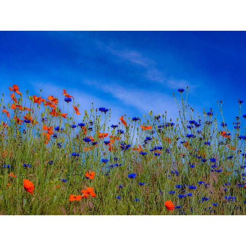USA-Washington State-Palouse springtime with red poppies and bachelor buttons Gold Ornate Wood Framed Art Print with Double Matting by Gulin, Sylvia