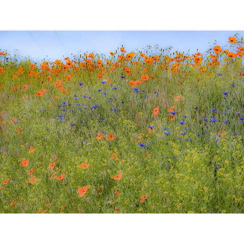 USA-Washington State-Palouse springtime with red poppies and bachelor buttons Black Modern Wood Framed Art Print by Gulin, Sylvia