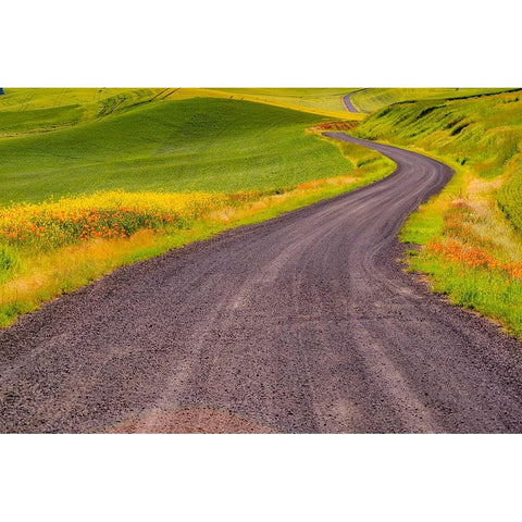 USA-Washington State-Palouse with gravel curved road edged with Poppies and Yellow Canola White Modern Wood Framed Art Print by Gulin, Sylvia