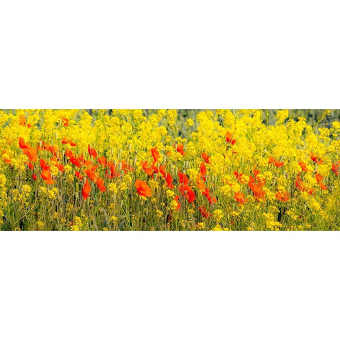 USA-Washington State-Palouse red poppies and yellow canola Black Modern Wood Framed Art Print by Gulin, Sylvia