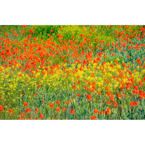 USA-Washington State-Palouse red poppies and yellow canola White Modern Wood Framed Art Print by Gulin, Sylvia