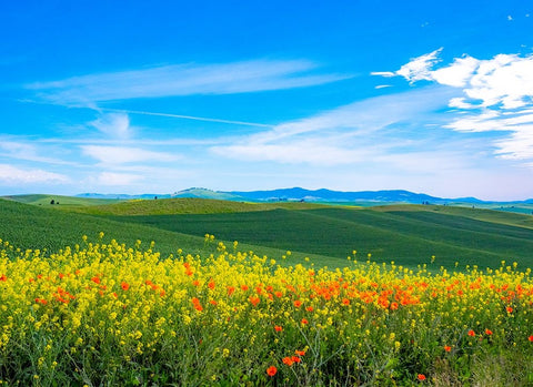 USA-Washington State-Palouse red poppies and yellow canola with landscape of wheat fields White Modern Wood Framed Art Print with Double Matting by Gulin, Sylvia