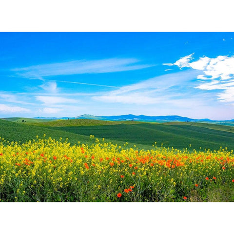 USA-Washington State-Palouse red poppies and yellow canola with landscape of wheat fields Black Modern Wood Framed Art Print by Gulin, Sylvia