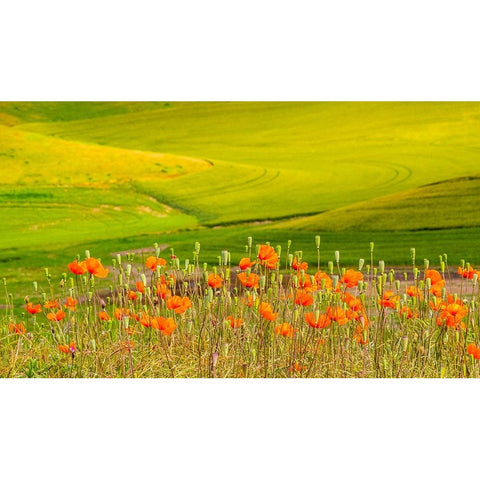 USA-Washington State-Palouse red poppies and yellow canola with landscape of wheat fields White Modern Wood Framed Art Print by Gulin, Sylvia