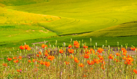 USA-Washington State-Palouse red poppies and yellow canola with landscape of wheat fields Black Ornate Wood Framed Art Print with Double Matting by Gulin, Sylvia