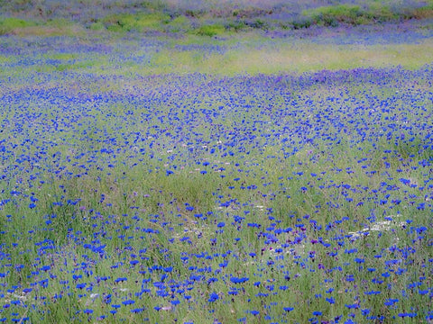 USA-Washington State-Palouse blue bachelor buttons in large field near Winona White Modern Wood Framed Art Print with Double Matting by Gulin, Sylvia