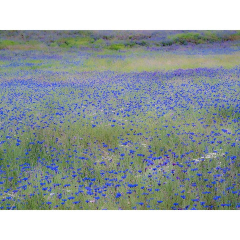 USA-Washington State-Palouse blue bachelor buttons in large field near Winona Black Modern Wood Framed Art Print by Gulin, Sylvia