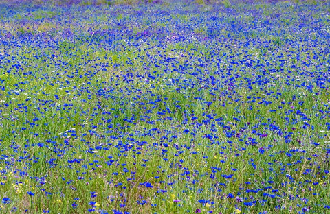 USA-Washington State-Palouse blue bachelor buttons in large field near Winona White Modern Wood Framed Art Print with Double Matting by Gulin, Sylvia