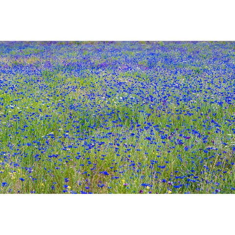 USA-Washington State-Palouse blue bachelor buttons in large field near Winona Black Modern Wood Framed Art Print by Gulin, Sylvia