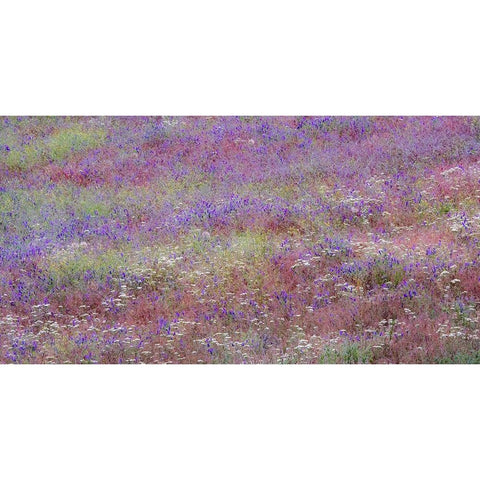 USA-Washington State-Palouse vetch growing along road near Winona Black Modern Wood Framed Art Print by Gulin, Sylvia