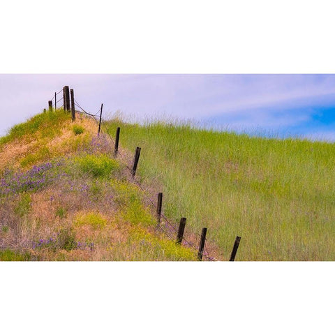 USA-Washington State-Palouse fence line near Winona with vetch and grasses Gold Ornate Wood Framed Art Print with Double Matting by Gulin, Sylvia
