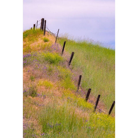 USA-Washington State-Palouse fence line near Winona with vetch and grasses Black Modern Wood Framed Art Print with Double Matting by Gulin, Sylvia