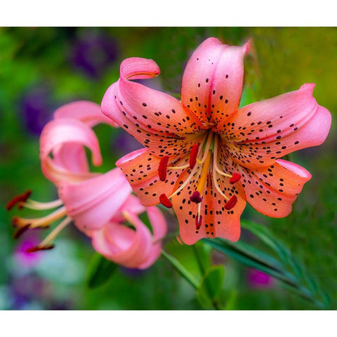 USA-Washington State-Pacific Northwest Sammamish Orange Tiger Lily close up Gold Ornate Wood Framed Art Print with Double Matting by Gulin, Sylvia