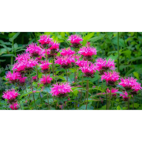 USA-Washington State-Sammamish and our garden with pink Bee Balm Gold Ornate Wood Framed Art Print with Double Matting by Gulin, Sylvia