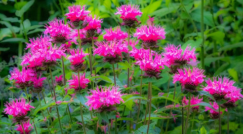 USA-Washington State-Sammamish and our garden with pink Bee Balm White Modern Wood Framed Art Print with Double Matting by Gulin, Sylvia