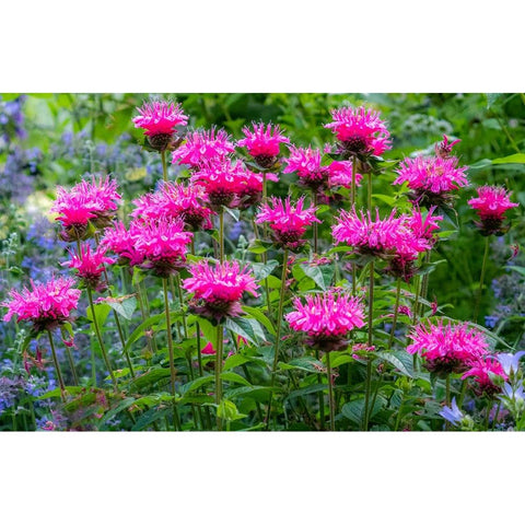 USA-Washington State-Sammamish and our garden with pink Bee Balm Black Modern Wood Framed Art Print by Gulin, Sylvia