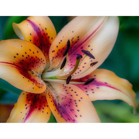USA-Washington State-Pacific Northwest Sammamish Asiatic Lily close up Black Modern Wood Framed Art Print by Gulin, Sylvia