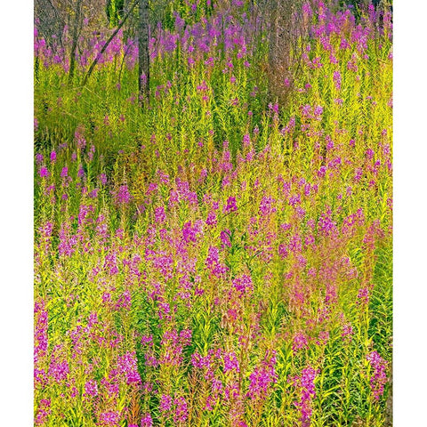 USA-Washington State-burnt forest and fire weed along Lake Cle Elum Washington Cascades Black Modern Wood Framed Art Print with Double Matting by Gulin, Sylvia