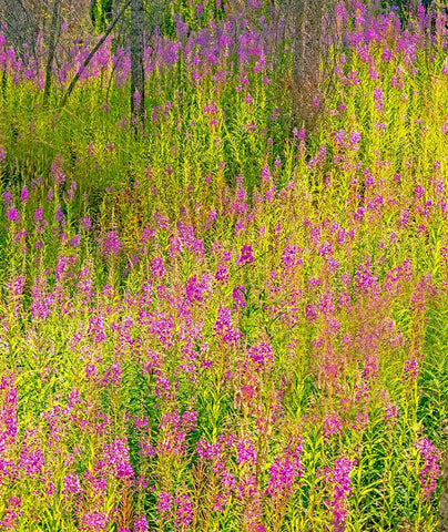 USA-Washington State-burnt forest and fire weed along Lake Cle Elum Washington Cascades Black Ornate Wood Framed Art Print with Double Matting by Gulin, Sylvia