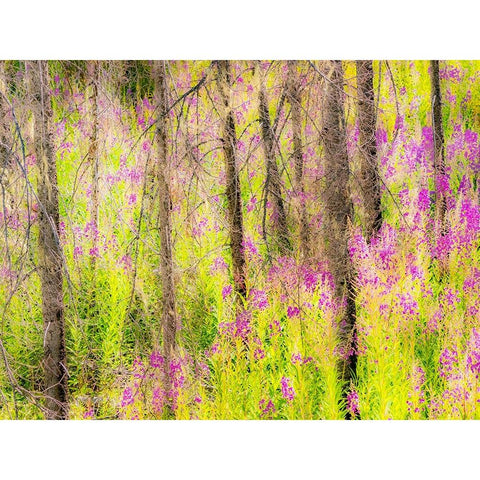 USA-Washington State-burnt forest and fire weed along Lake Cle Elum Washington Cascades Gold Ornate Wood Framed Art Print with Double Matting by Gulin, Sylvia