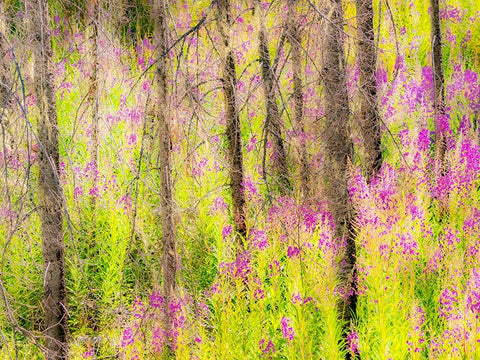 USA-Washington State-burnt forest and fire weed along Lake Cle Elum Washington Cascades White Modern Wood Framed Art Print with Double Matting by Gulin, Sylvia