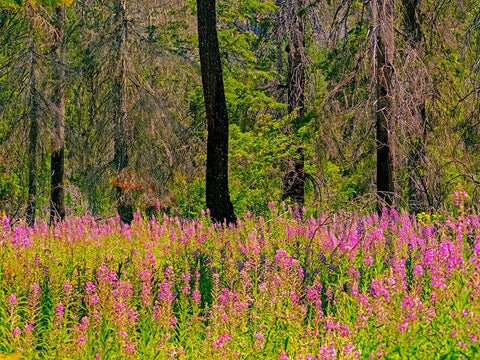 USA-Washington State-burnt forest and fire weed along Lake Cle Elum Washington Cascades Black Ornate Wood Framed Art Print with Double Matting by Gulin, Sylvia