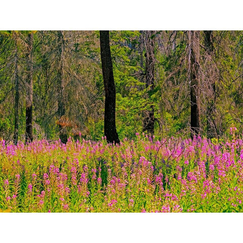 USA-Washington State-burnt forest and fire weed along Lake Cle Elum Washington Cascades White Modern Wood Framed Art Print by Gulin, Sylvia