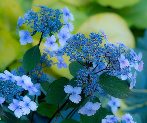 USA-Washington State-Pacific Northwest-Sammamish blue Hydrangea in our garden White Modern Wood Framed Art Print with Double Matting by Gulin, Sylvia
