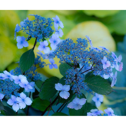 USA-Washington State-Pacific Northwest-Sammamish blue Hydrangea in our garden Black Modern Wood Framed Art Print by Gulin, Sylvia