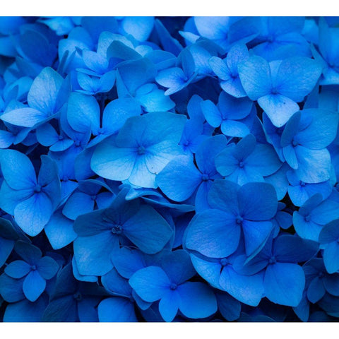 USA-Washington State-Pacific Northwest-Sammamish blue Hydrangea in our garden Black Modern Wood Framed Art Print with Double Matting by Gulin, Sylvia