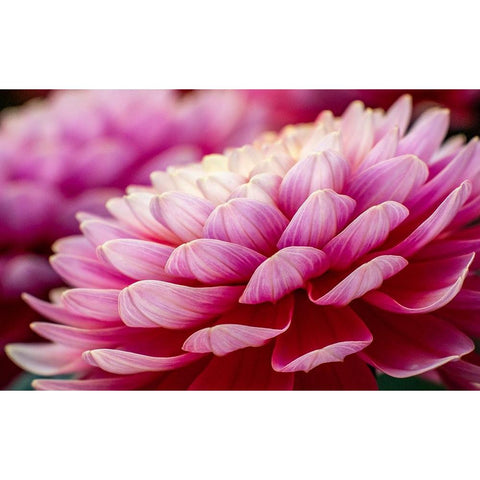 USA-Washington State-Pacific Northwest Sammamish Dahlia flowers in bloom Black Modern Wood Framed Art Print by Gulin, Sylvia
