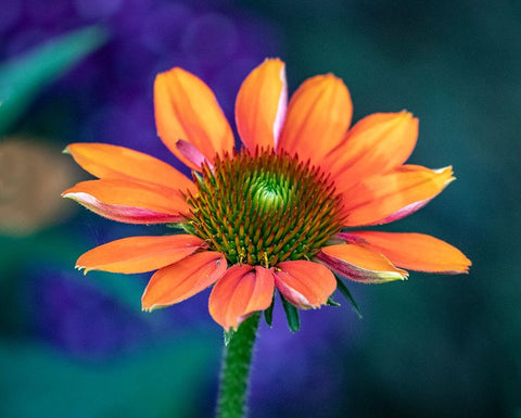 USA-Washington State-Pacific Northwest-Sammamish close-up of State Fair Zinnia White Modern Wood Framed Art Print with Double Matting by Gulin, Sylvia