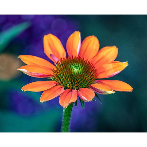 USA-Washington State-Pacific Northwest-Sammamish close-up of State Fair Zinnia Black Modern Wood Framed Art Print by Gulin, Sylvia