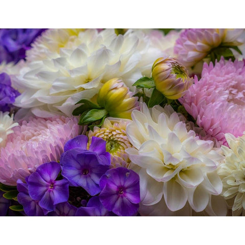 USA-Washington State-Pacific Northwest Sammamish Dahlia flowers in bloom Black Modern Wood Framed Art Print by Gulin, Sylvia