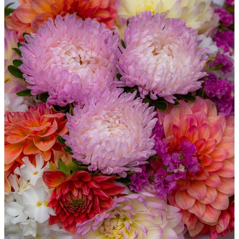 USA-Washington State-Pacific Northwest Sammamish Dahlia flowers in bloom Black Modern Wood Framed Art Print with Double Matting by Gulin, Sylvia