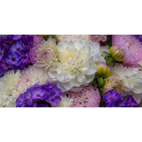USA-Washington State-Pacific Northwest Sammamish Dahlia flowers in bloom Black Modern Wood Framed Art Print with Double Matting by Gulin, Sylvia