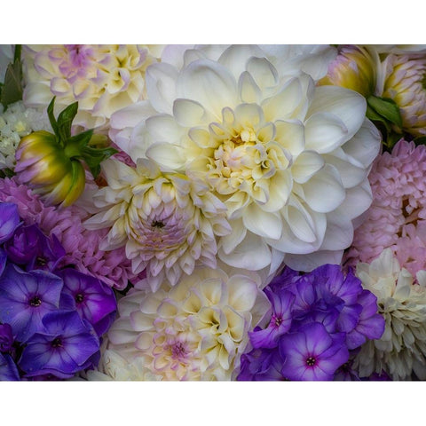 USA-Washington State-Pacific Northwest Sammamish Dahlia flowers in bloom White Modern Wood Framed Art Print by Gulin, Sylvia