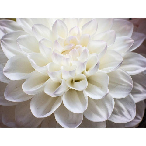 USA-Washington State-Pacific Northwest Sammamish Dahlia flowers in bloom Black Modern Wood Framed Art Print with Double Matting by Gulin, Sylvia