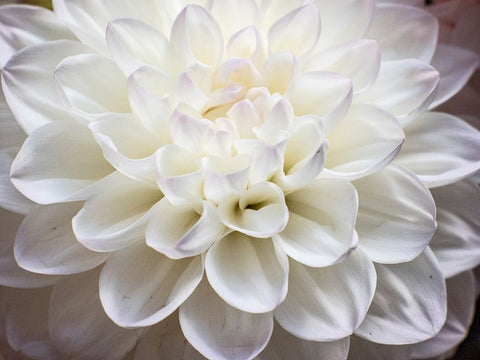 USA-Washington State-Pacific Northwest Sammamish Dahlia flowers in bloom White Modern Wood Framed Art Print with Double Matting by Gulin, Sylvia