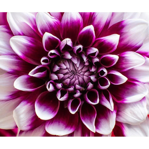 USA-Washington State-Pacific Northwest Sammamish Dahlia flowers in bloom Black Modern Wood Framed Art Print with Double Matting by Gulin, Sylvia
