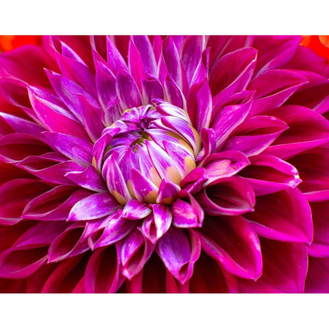 USA-Washington State-Pacific Northwest Sammamish Dahlia flowers in bloom Black Modern Wood Framed Art Print by Gulin, Sylvia