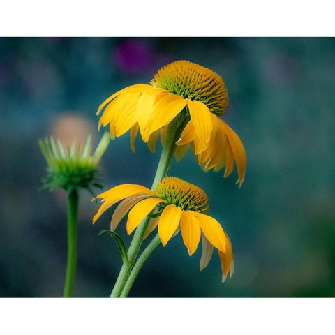 USA-Washington State-Pacific Northwest-Sammamish yellow cone flower White Modern Wood Framed Art Print by Gulin, Sylvia