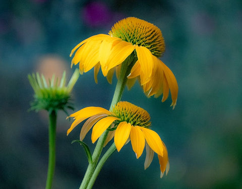 USA-Washington State-Pacific Northwest-Sammamish yellow cone flower White Modern Wood Framed Art Print with Double Matting by Gulin, Sylvia