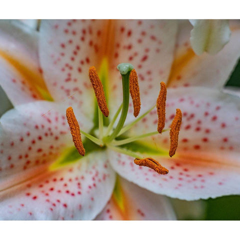 USA-Washington State-Pacific Northwest-Sammamish Oriental Lily close-up Black Modern Wood Framed Art Print by Gulin, Sylvia