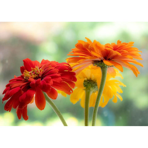 USA-Washington State-Pacific Northwest-Sammamish close-up of State Fair Zinnia White Modern Wood Framed Art Print by Gulin, Sylvia